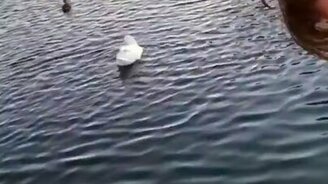 Утка реагирует на смех - смотреть видео (0:23)