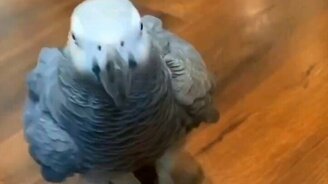 Как выглядит радостный попугай - смотреть видео (0:10)