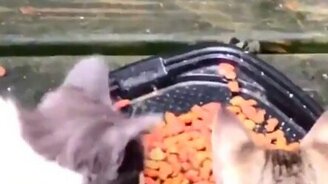 Не даёт спокойно поесть - смотреть видео (1:00)