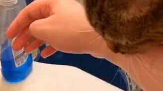 Кошка спасает женщину из воды - смотреть видео (0:15)