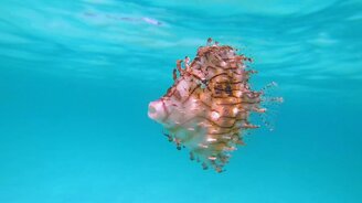 Чудо-рыба плывёт рядом - смотреть видео (0:47)