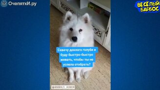 Забавные шутки с животными - смотреть видео (10:06)