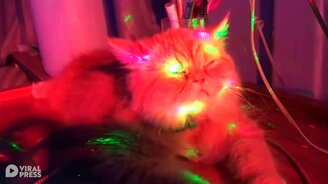 Кошка расслабляется под диско - смотреть видео (0:37)