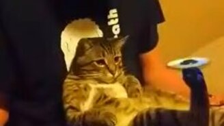 Спиннер на задней кошачьей лапе - смотреть видео (0:22)