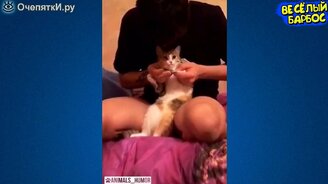 Задор с животными в видео сюжетах - смотреть видео (10:26)