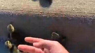 Помог утятам забраться на бордюр - смотреть видео (0:26)