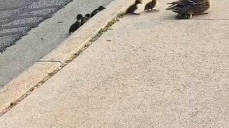 Бравые утятки - смотреть видео (0:34)