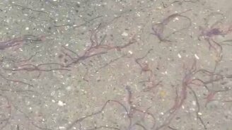 Миграция дождевых червей - смотреть видео (1:06)