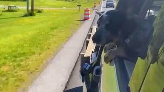 Собака против дорожных конусов - смотреть видео (0:15)