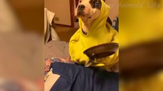 Трогательные кошки и весёлые собачки - смотреть видео (11:53)