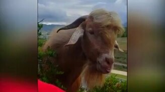 Как найти взаимопонимание с козлом - смотреть видео (0:27)