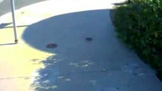 Крыса в трансе - смотреть видео (0:24)