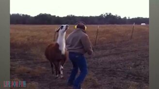 Животные атакуют и смущают людей - смотреть видео (10:40)