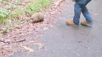 Помощь лесному сурку - смотреть видео (0:26)