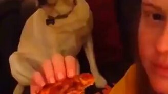 Собаки, оказавшиеся виноватыми - смотреть видео (5:24)