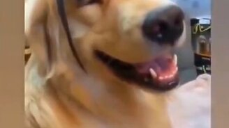 Безумно задорные питомцы - смотреть видео (10:29)