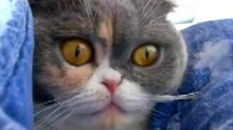 Кот-совёнок - смотреть видео (0:10)