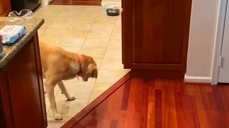 Как собака преодолевает страх - смотреть видео (0:13)