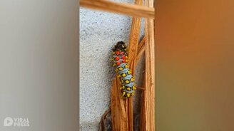 Разноцветная гусеница - смотреть видео (0:28)