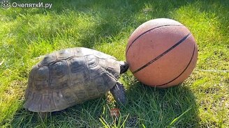 Животные, которые умиляют - смотреть видео (9:52)