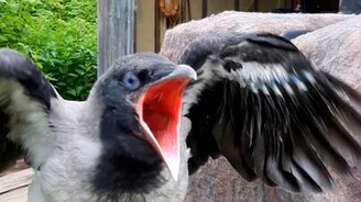 Ворона просит кушать - смотреть видео (0:16)