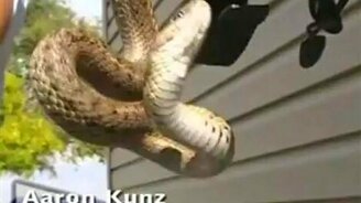 Сборщики змей - смотреть видео (1:42)