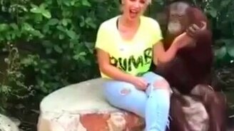 Орангутан кавалер - смотреть видео (0:29)