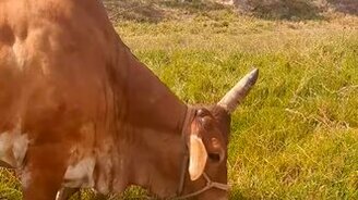 Бык-единорог - смотреть видео (0:32)