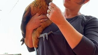 Если пощекотать курицу - смотреть видео (0:51)