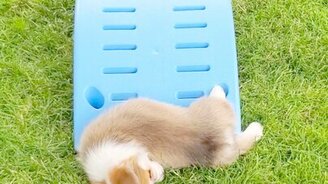 Ленивый спуск с мостика - смотреть видео (0:12)