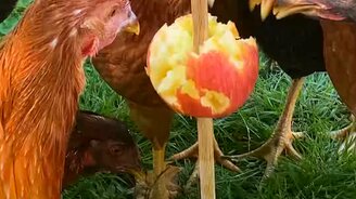 Как яблоко кур накормило - смотреть видео (0:46)