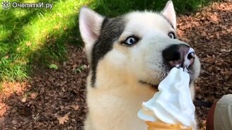 Весёлые и милые хаски - смотреть видео (8:09)