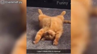 Комичные мгновенья с котами и собаками - смотреть видео (24:52)