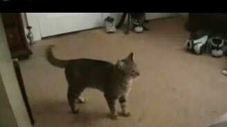 Выгнуло кота - смотреть видео (0:21)