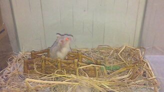 Развлечения в клетке - смотреть видео (0:44)