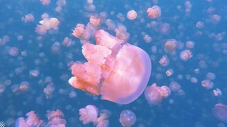 Целое озеро медуз - смотреть видео (3:19)