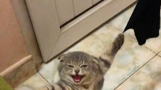 Котёнок, загнавший себя в ловушку - смотреть видео (0:05)