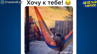 Собаки и кошки в подборке со смехом - смотреть видео (9:52)