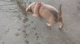 Как щенок от жары спасается - смотреть видео (0:08)