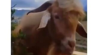 Задорные и смешные собаки и другие питомцы - смотреть видео (10:15)