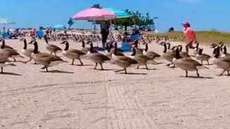 Гуси пошли купаться - смотреть видео (0:25)