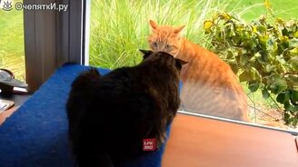 Весёлые моменты за окном - смотреть видео (9:56)