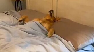 Собачий сон навзничь - смотреть видео (0:27)