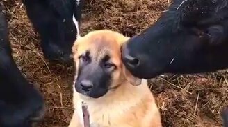 Ты - наш охранник? - смотреть видео (0:09)