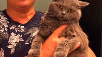 Кот на руках у тенора - смотреть видео (0:12)