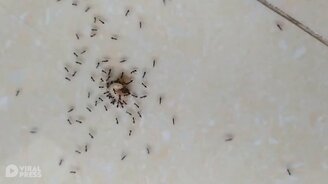 Муравьи поймали личинку - смотреть видео (0:23)