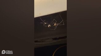 Дружные пауки - смотреть видео (0:23)