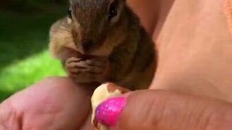 Запасливый бурундук - смотреть видео (0:26)