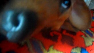 В доме поселился страшный зверь - смотреть видео (0:39)