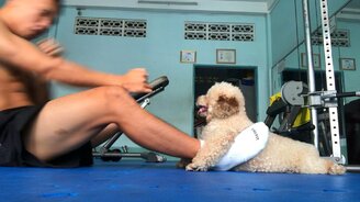 Псинка помогает качать пресс - смотреть видео (0:47)